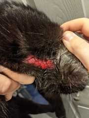 Can't won't stop scratching (picture warning)