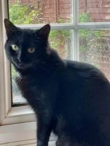 Brexit Megathread - Part 1 because it's not over by a long shot