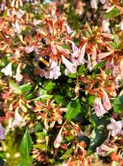 September in the garden