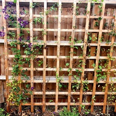 What should I do with this unhappy honeysuckle?