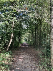 Walking for exercise/ mental and physical health/ as a hobby
