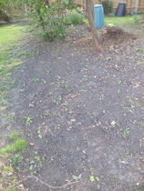 Turning over a long-neglected border for planting