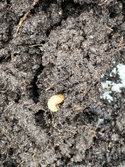 Barstarding vine weevil grubs
