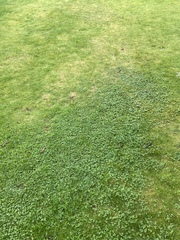 Slugs all over our grass!