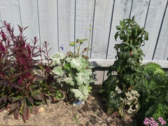 Gardeners advice needed