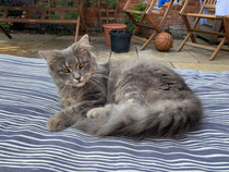 My tiny, beautiful one year old kitty was killed by a car