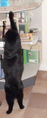 My cats had his tail amputated