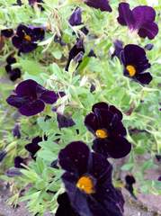 September in the garden