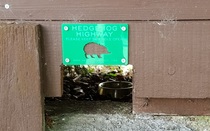Hedgehogs!