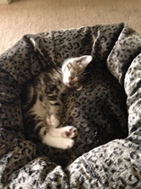 Best kitten photo ever