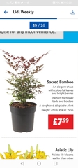 Sacred Bamboo