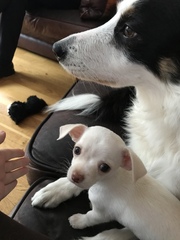 The shy puppy