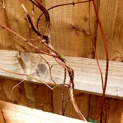 What should I do with this unhappy honeysuckle?