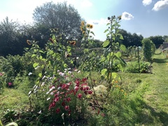 Allotment/Veg patch Thread 17 - onwards and upwards