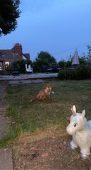 We have a fox family in our garden