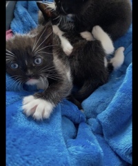 Kitten names!!