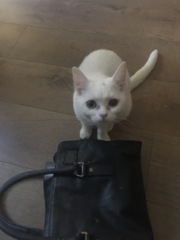 Small cats