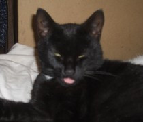 To get a cat when I don’t like cats?
