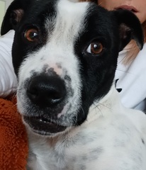 Help!! Vet is stumped!