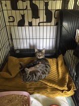 My house is now a foster cat hospital!
