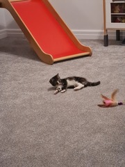 New Kitten After Heartbreak