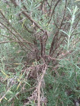Can anyone tell me what is wrong with my rosemary?