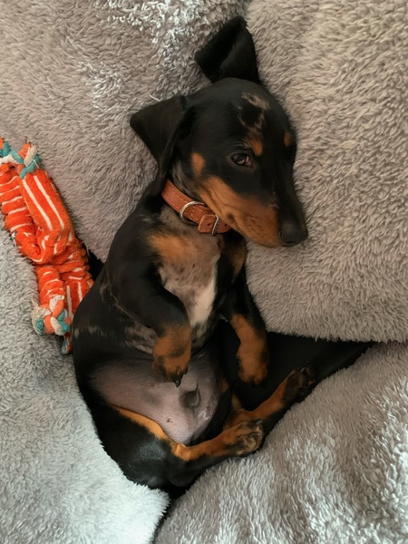 Who fancies a lovely thread filled with dogs?