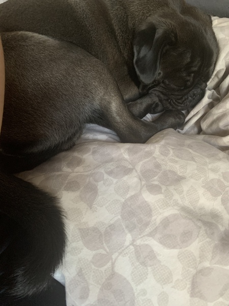 Talk to me about dog owning