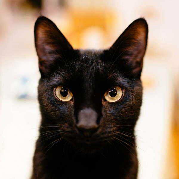 Lucky black cat appreciation thread