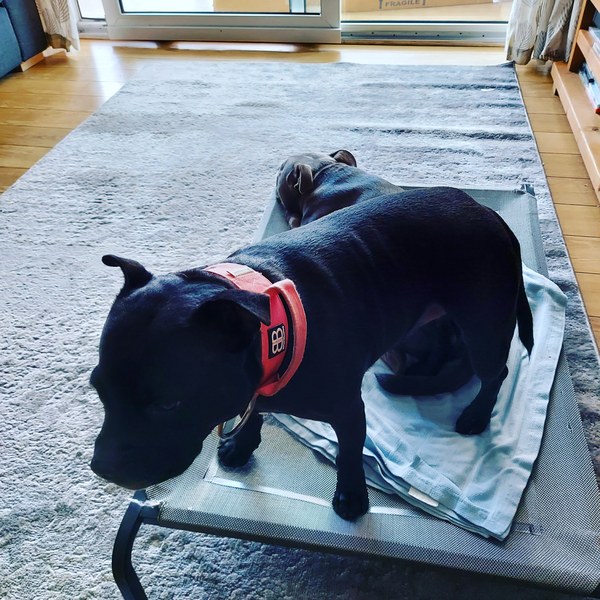 Who fancies a lovely thread filled with dogs?