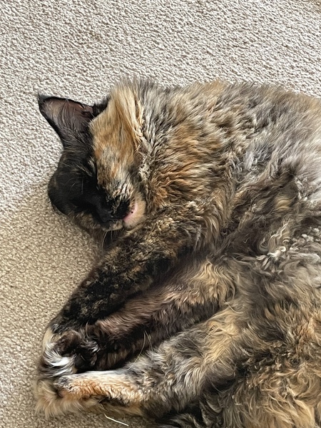 Where the cat parents at?