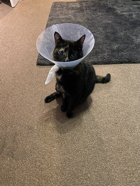 Ive just spent £950 on the vets, come give me practical advice on confining my cat and giving it meds while I recover from the heart failure