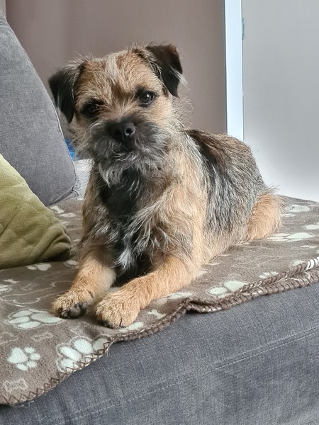 Border terriers