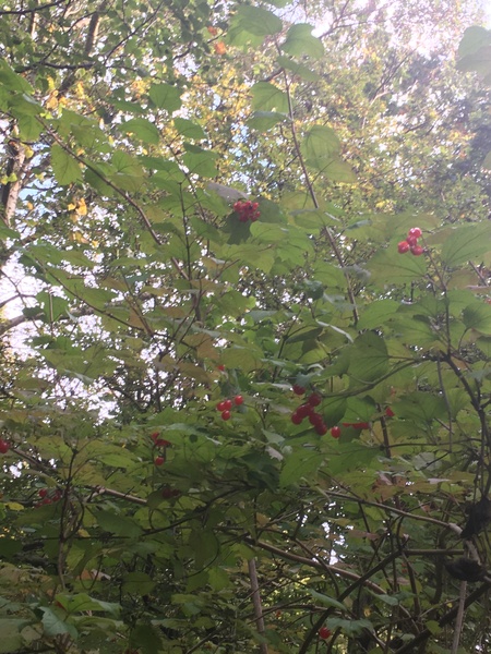 Can you help me ID this lovely plant please?