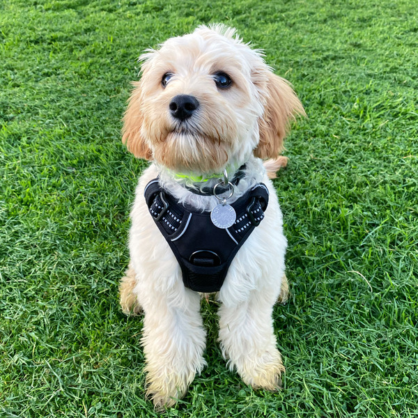 Puppy survival thread. Oct/Nov fireworks!