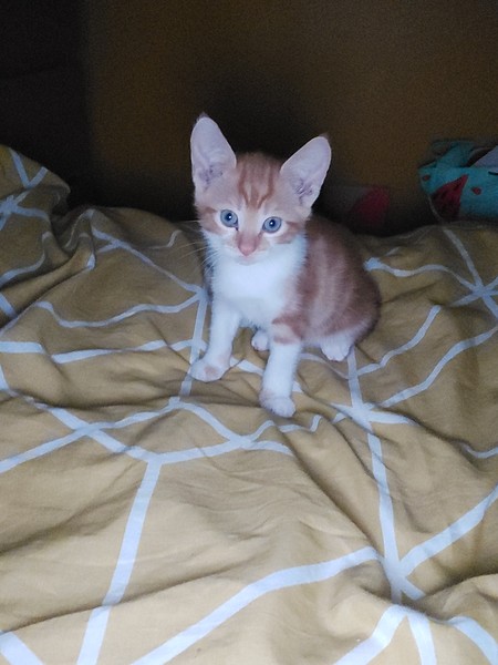 Adopting a kitten vs an older cat