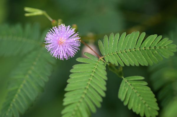 Please help ID this plant
