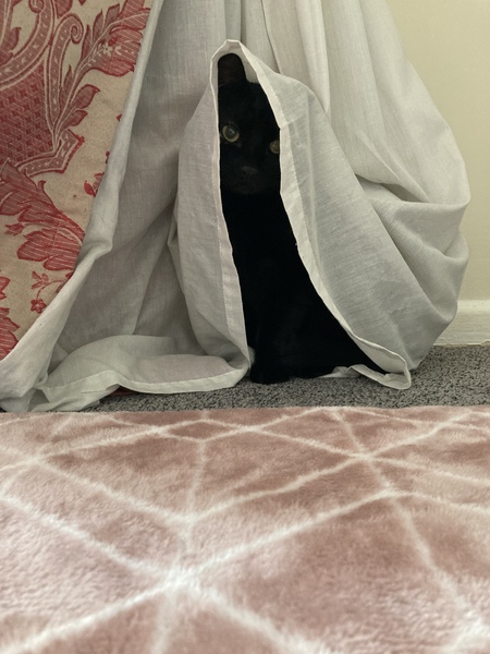 Show me your black cats!