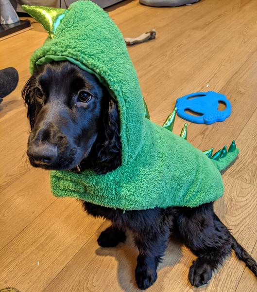 Puppy survival thread. Oct/Nov fireworks!
