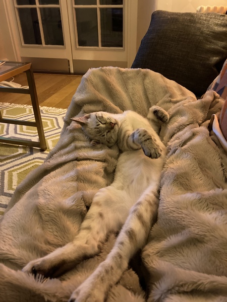 Ridiculous things you do for or because of your cat?
