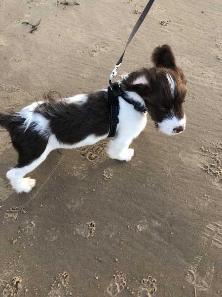 Puppy survival thread. Oct/Nov fireworks!