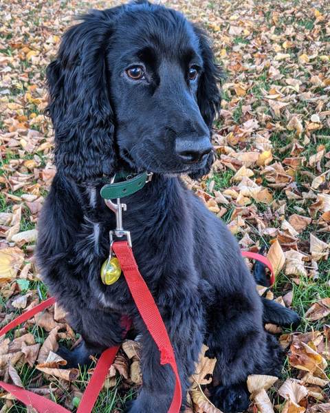 The best dog treat for the best dog please??