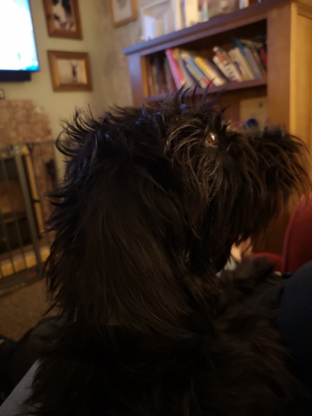 Happy black dog day!