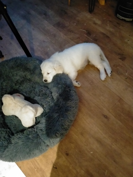Puppy survival thread. Cold nights in the garden ... yeah...no