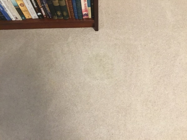 Dog vommed on brand new carpet!