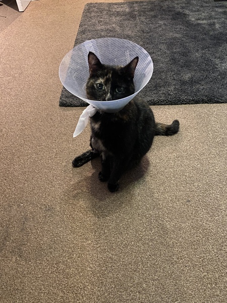 Ive just spent £950 on the vets, come give me practical advice on confining my cat and giving it meds while I recover from the heart failure