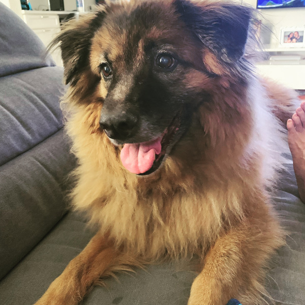 Who fancies a lovely thread filled with dogs?