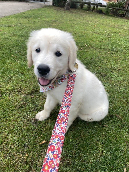 Puppy survival thread. Cold nights in the garden ... yeah...no