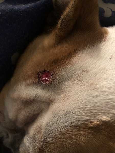 Wound on dogs head