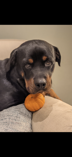 Doberman? Other suggestions